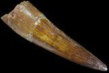 Spinosaurus Tooth - Excellent Quality #85437-1